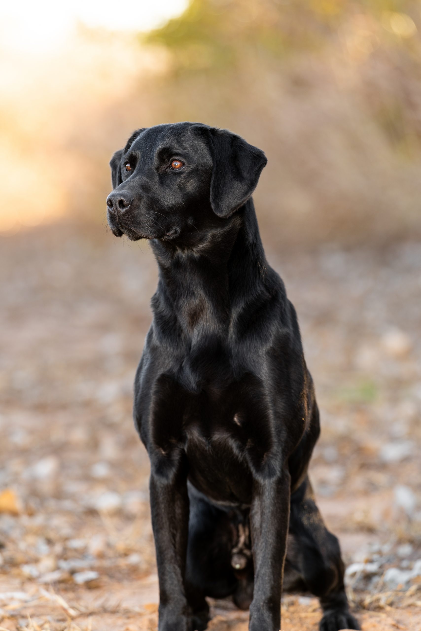 FTW Millbuies Goodwill “Will”