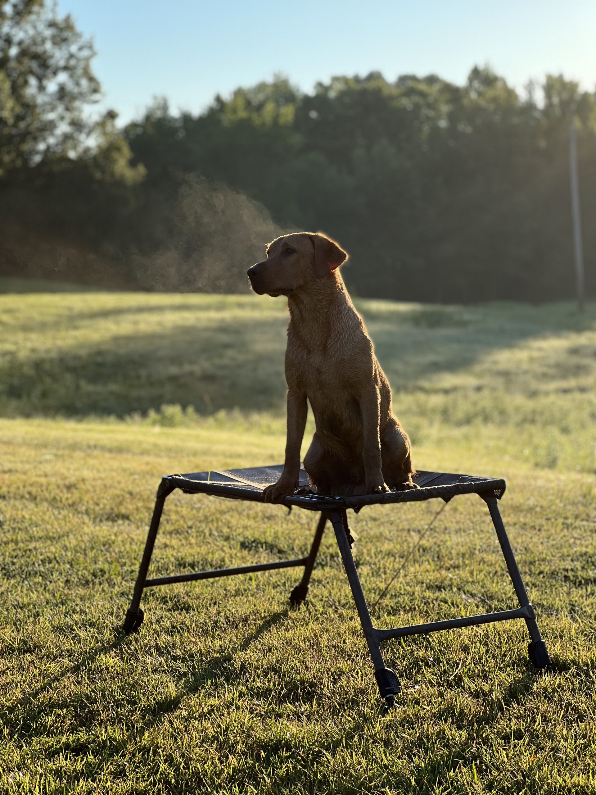 Gunner Kennels + Southern Oak Kennels The Next Generation Southern