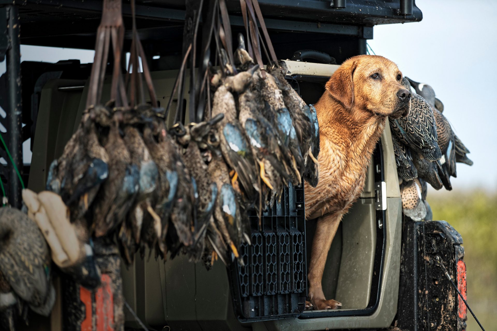 Gunner Kennels + Southern Oak Kennels The Next Generation Southern