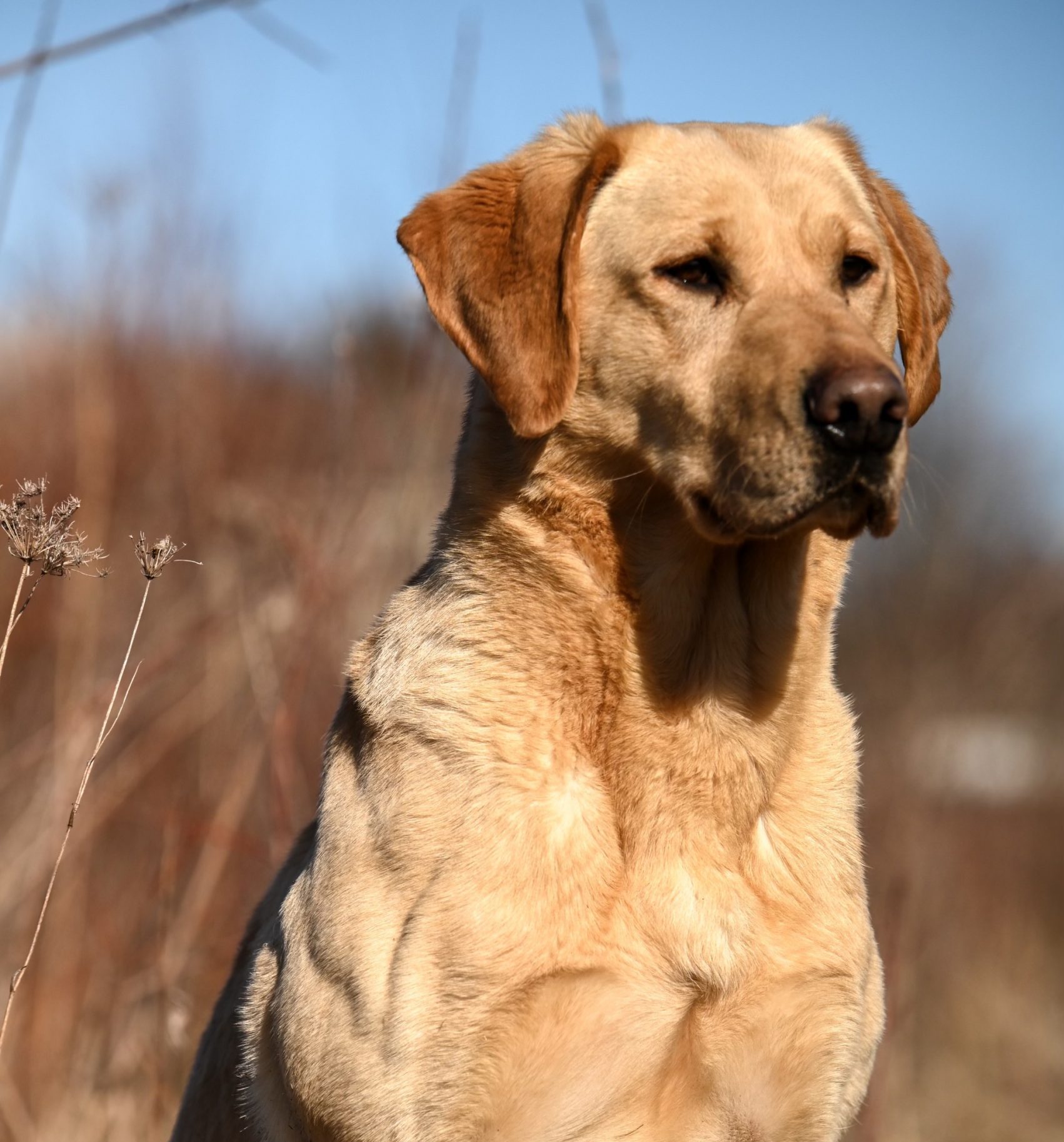 FTW Carrickview Moonshine “Hank”