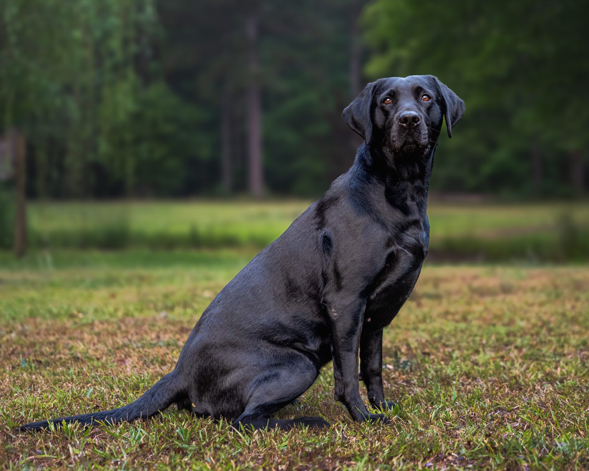 Stella