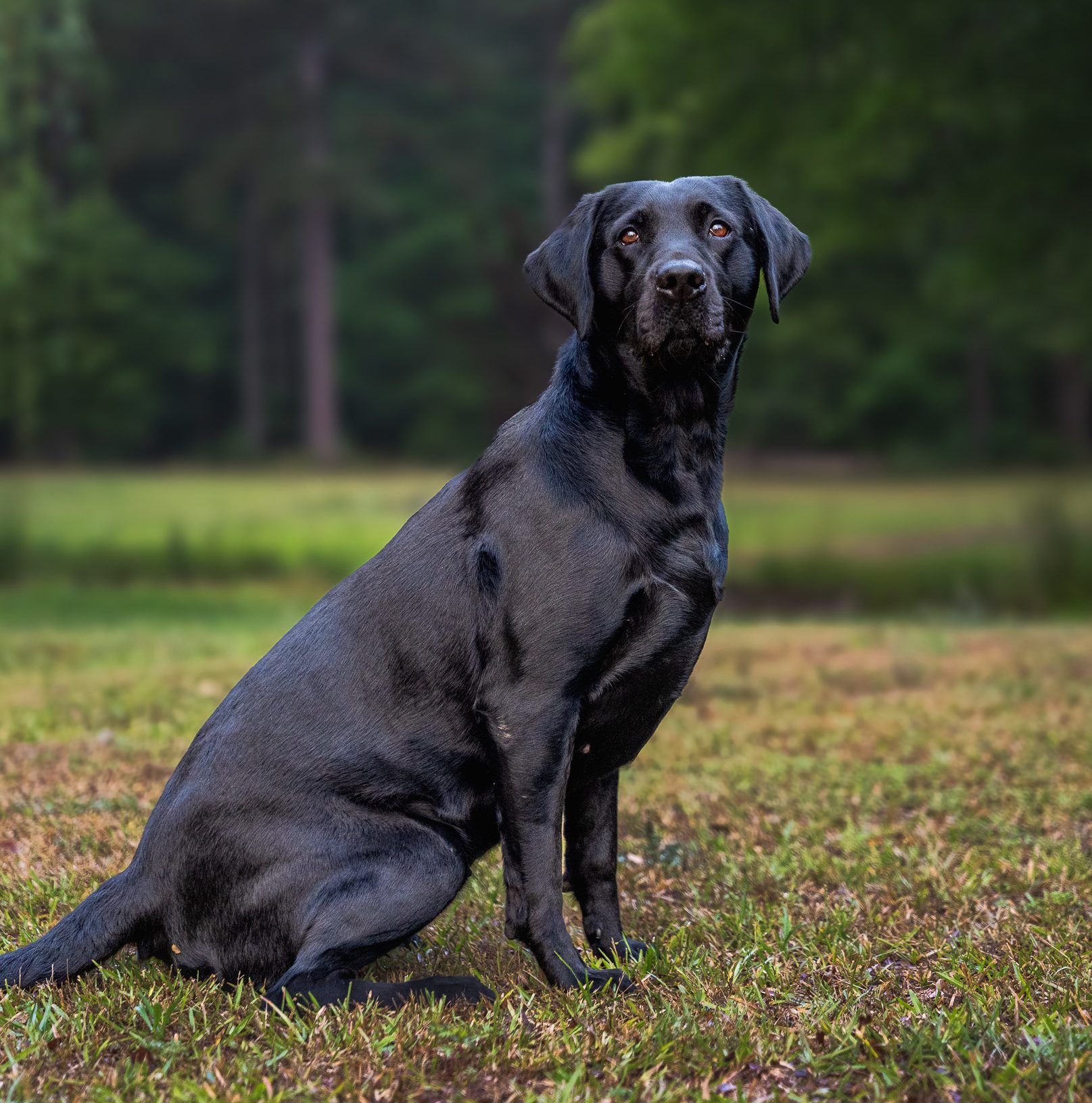 Stella